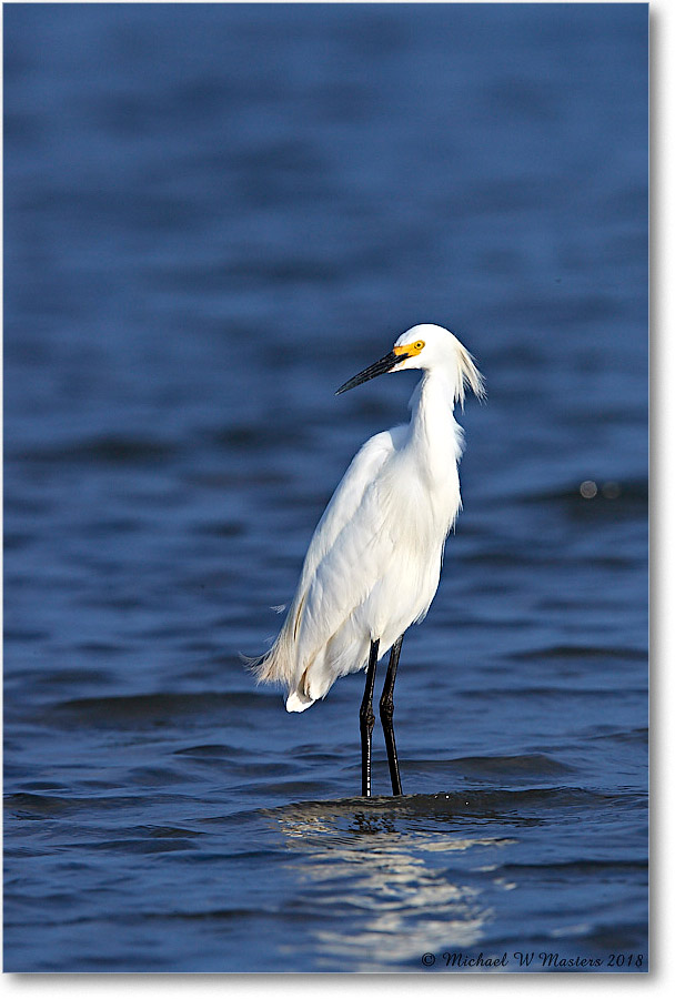 SnowyEgret_TomsCove_2018Jun_4DXB5211 copy
