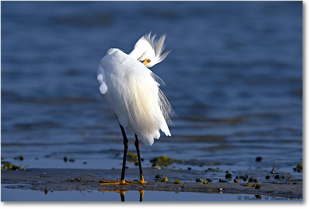 SnowyEgret_TomsCove_2018Jun_4DXB5251 copy