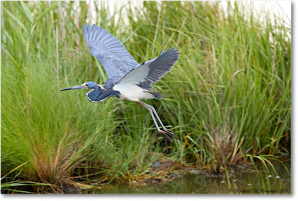 TricolorHeron_ChincoNWR_2018Jun_3DXA0419 copy
