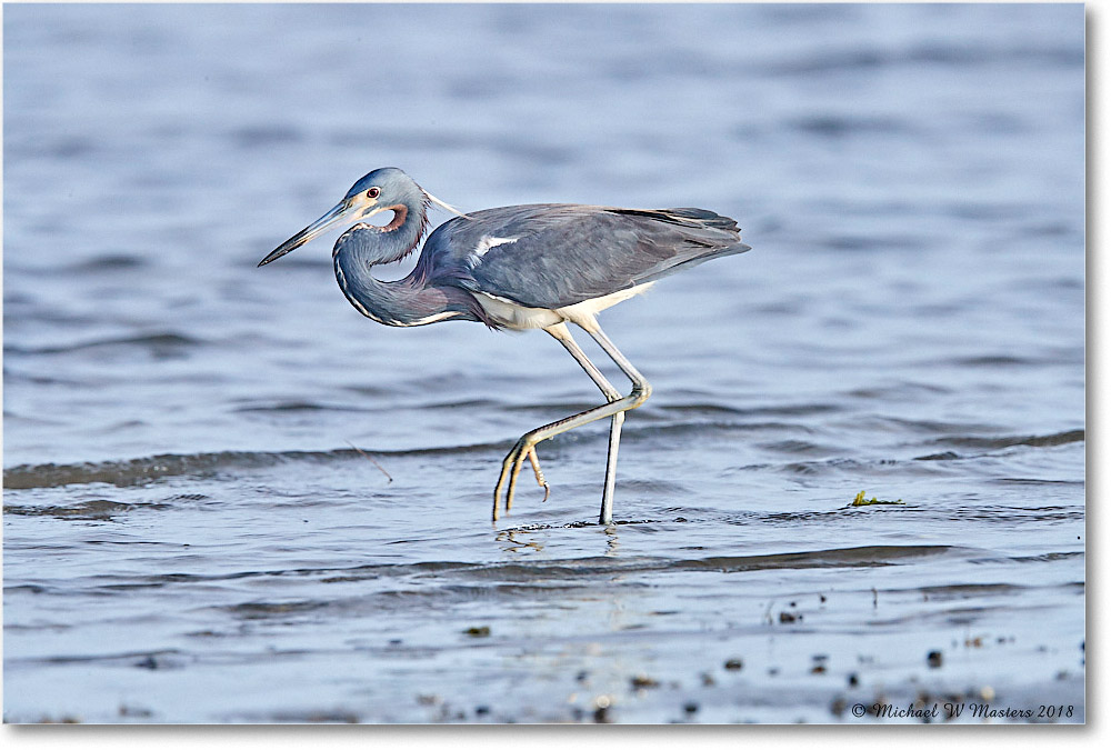 TricolorHeron_TomsCove_2018Jun_4DXB5143 copy