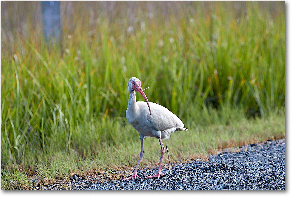 WhiteIbis_Chincoteague_2018Jun_3DXA1005 copy