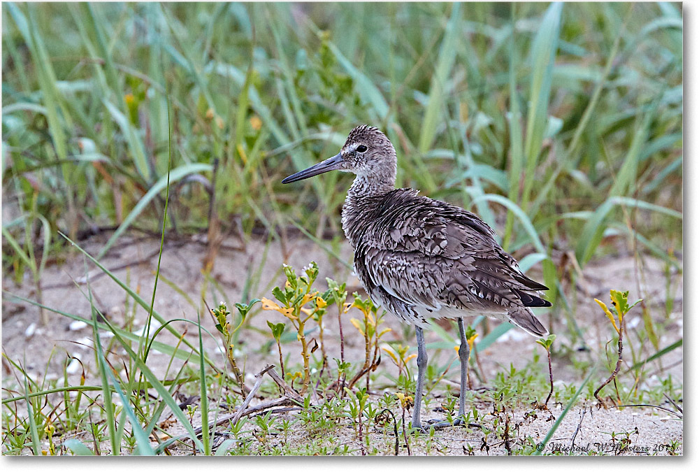 Willet_Assateague_2018Jun_3DXA1437 copy
