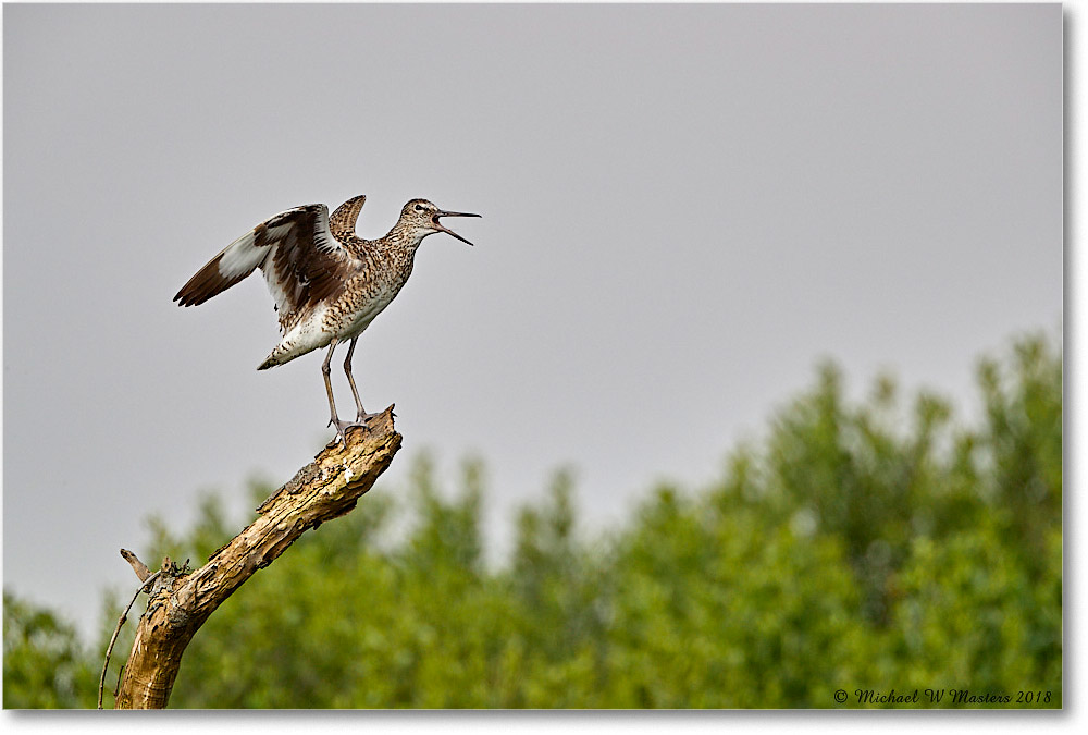 Willet_ChincoNWR_2018Jun_3DXA0307 copy