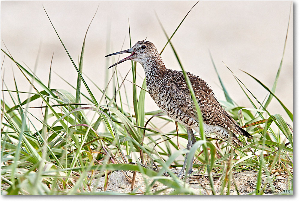 Willet_ChincoNWR_2018Jun_4DXB4901 copy