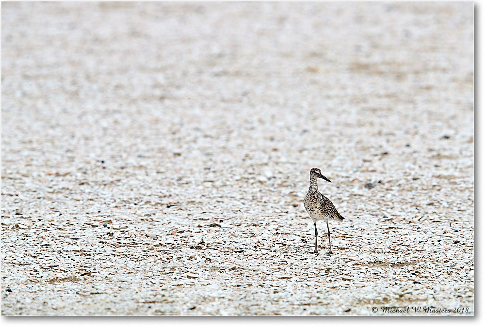 Willet_ChincoNWR_2018Jun_4DXB4983 copy