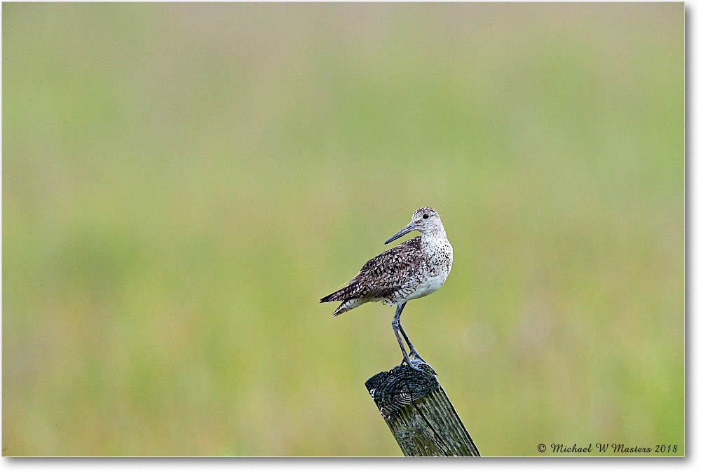 Willet_ChincoNWR_2018Jun_4DXB4999 copy