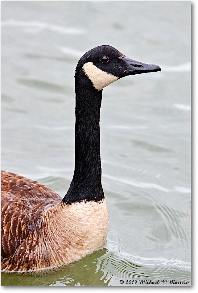 CanadaGoose_OysterBay_2019Jun_4DXB6164 copy