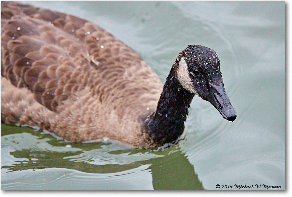 CanadaGoose_OysterBay_2019Jun_4DXB6179 copy