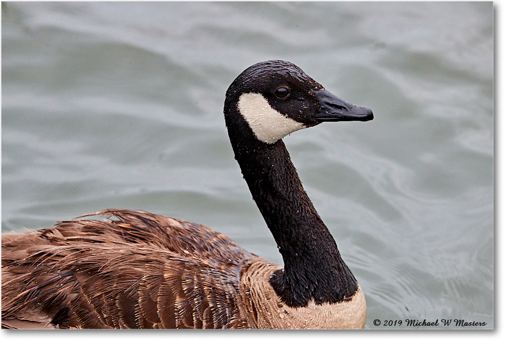 CanadaGoose_OysterBay_2019Jun_4DXB6183 copy