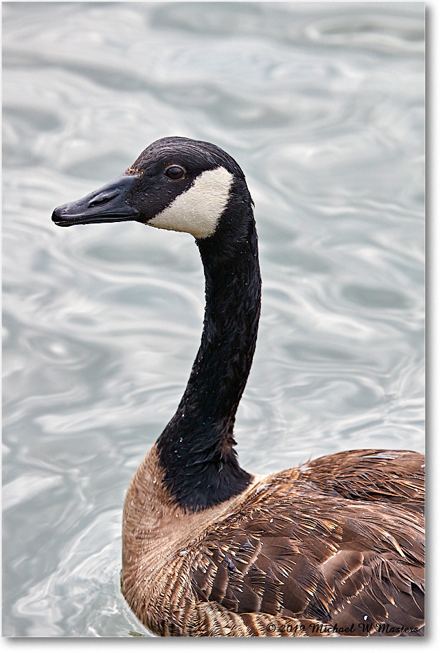 CanadaGoose_OysterBay_2019Jun_4DXB6710 copy