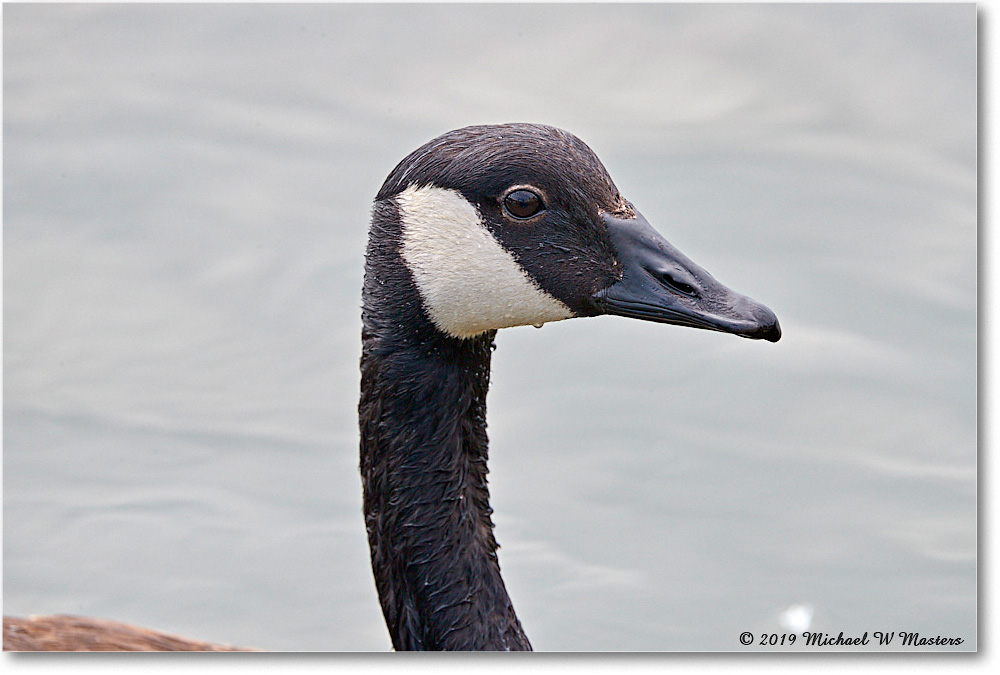 CanadaGoose_OysterBay_2019Jun_4DXB6726 copy
