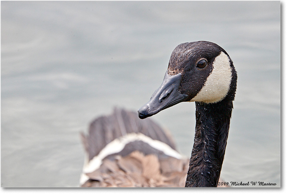 CanadaGoose_OysterBay_2019Jun_4DXB6729 copy