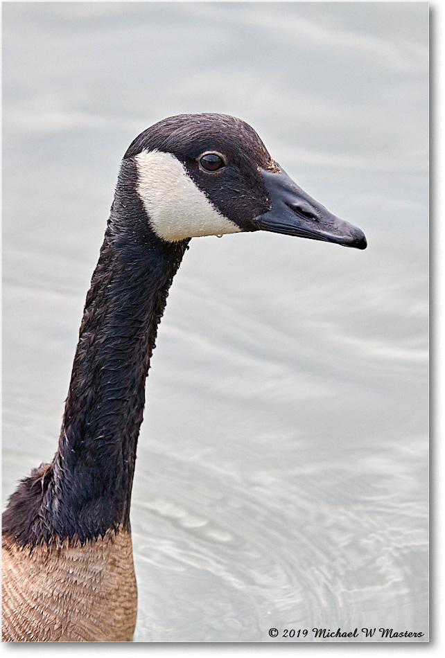 CanadaGoose_OysterBay_2019Jun_4DXB6732 copy