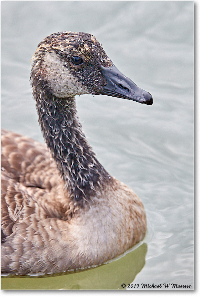 CanadaGoose_OysterBay_2019Jun_4DXB6737 copy