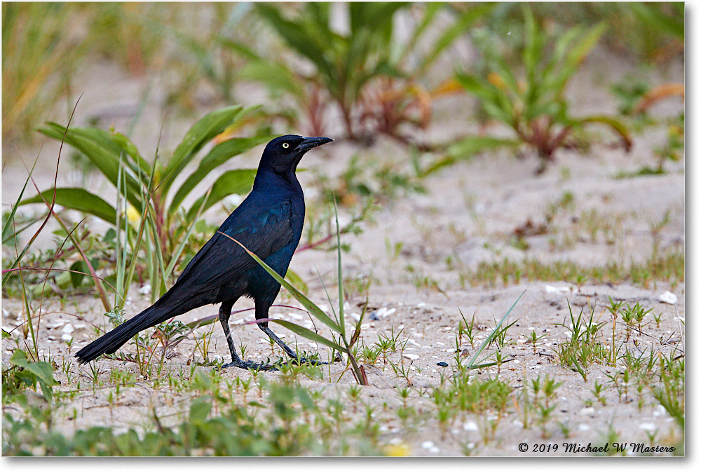 Grackle_Assateague_2019Jun_4DXB6668 copy