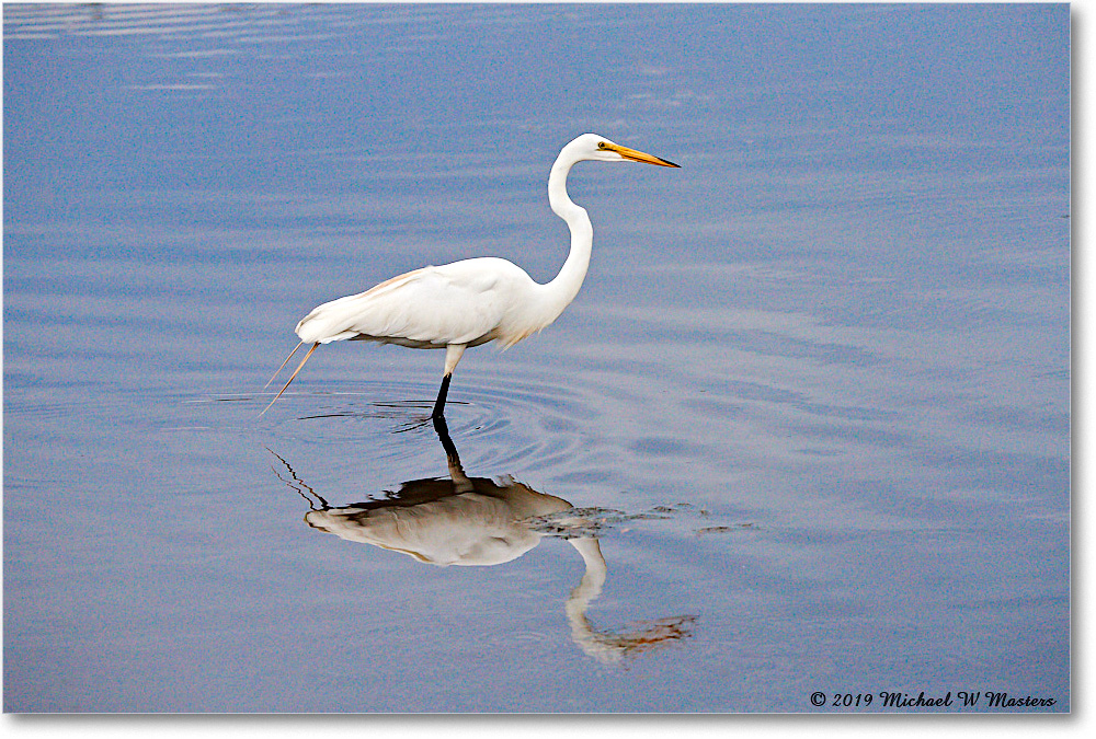 GreatEgret_ChincoteagueNWR_2019Jun_4DXB6101 copy