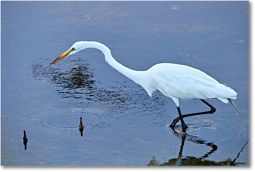 GreatEgret_ChincoteagueNWR_2019Jun_4DXB6240 copy