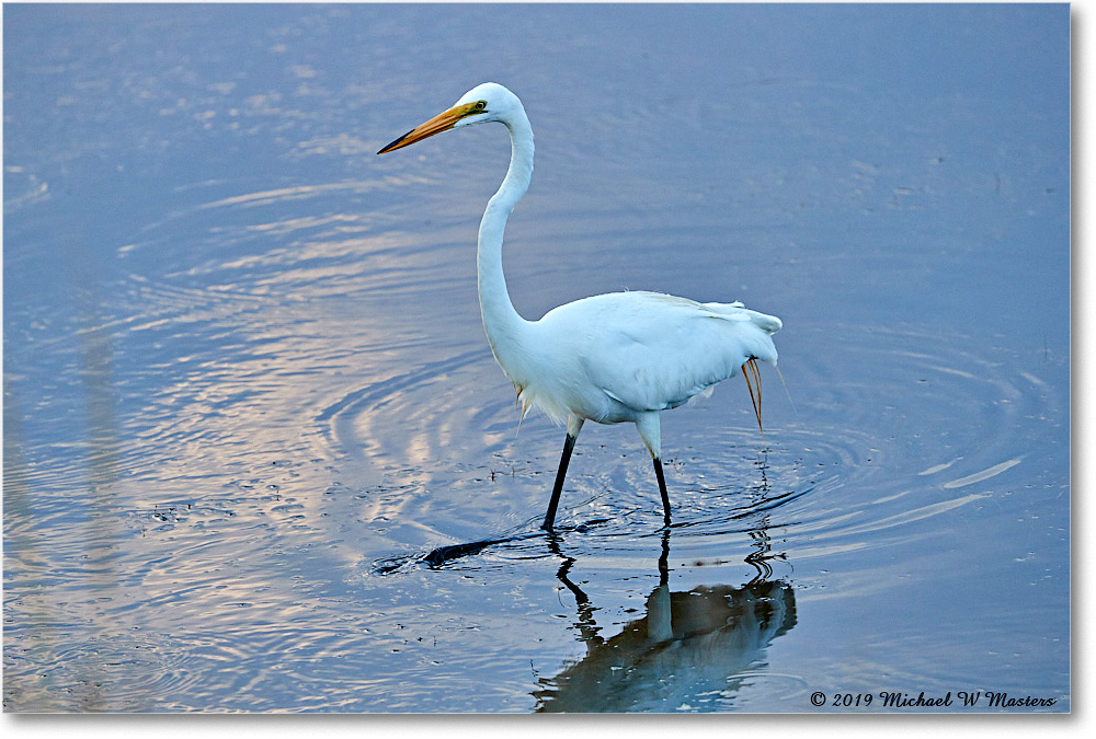 GreatEgret_ChincoteagueNWR_2019Jun_4DXB6265 copy
