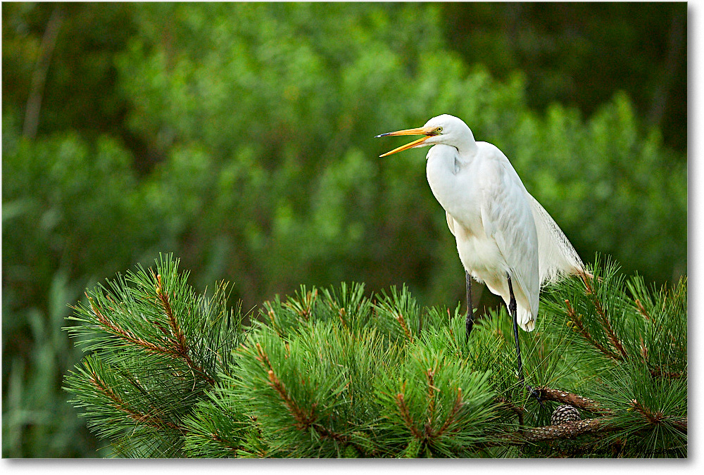GreatEgret_ChincoteagueNWR_2019Jun_4DXB6566 copy