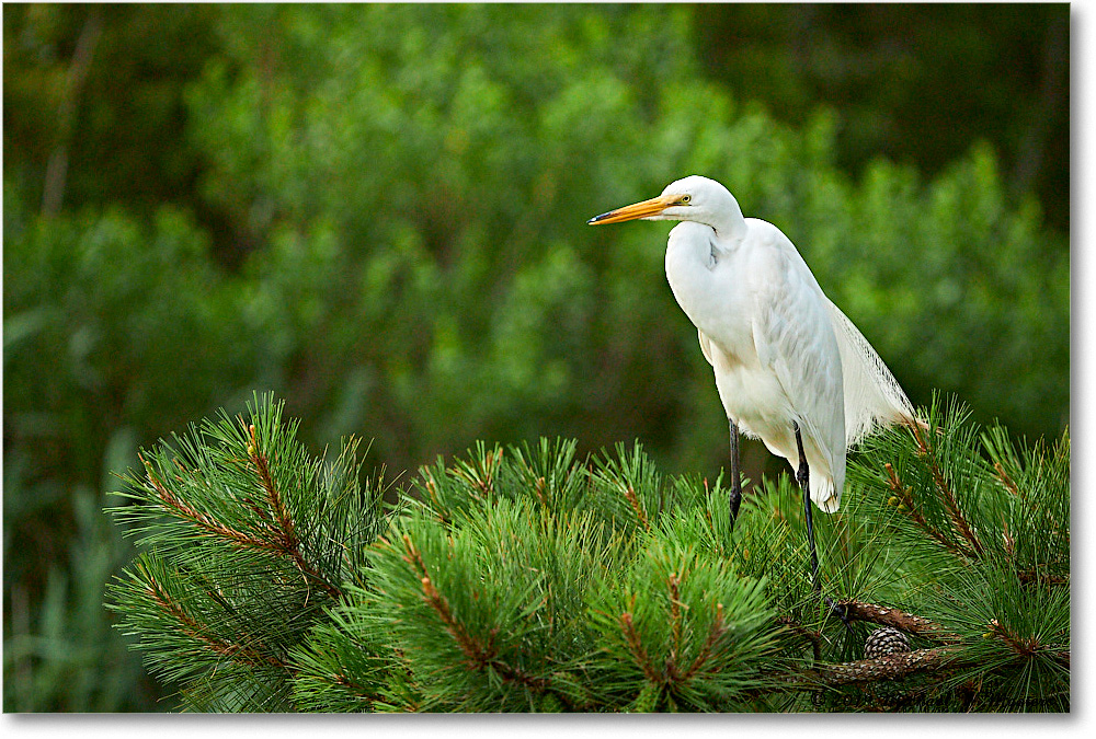 GreatEgret_ChincoteagueNWR_2019Jun_4DXB6568 copy
