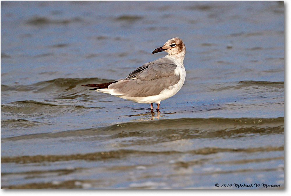 LaughingGull_AssateagueTomsCove_2019Jun_4DXB6650 copy