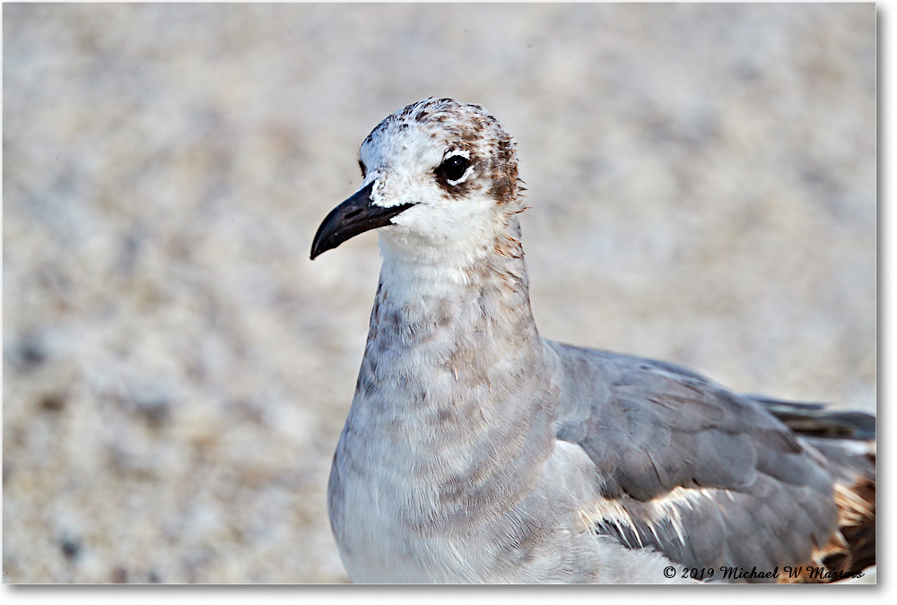 LaughingGull_Assateague_2019Jun_4DXB6400 copy