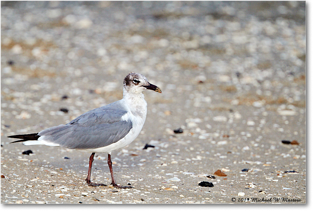 LaughingGull_Assateague_2019Jun_4DXB6614 copy