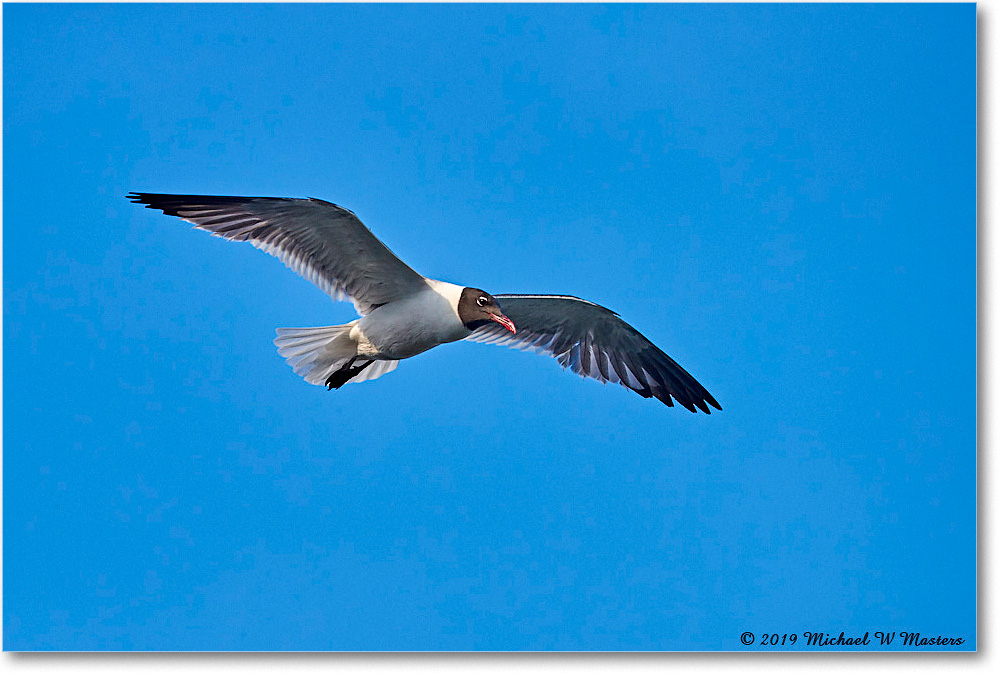 LaughingGull_OysterBay_2019Jun_4DXB5843 copy