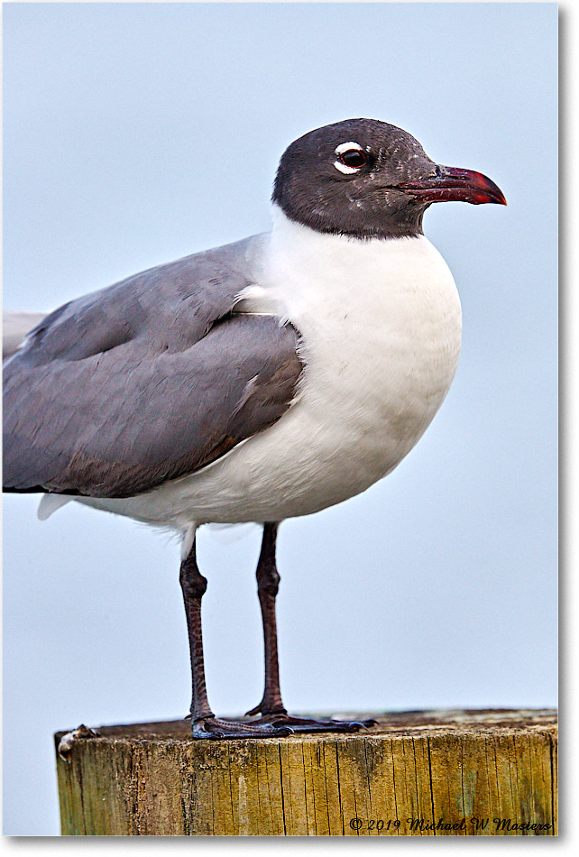 LaughingGull_OysterBay_2019Jun_4DXB6005 copy