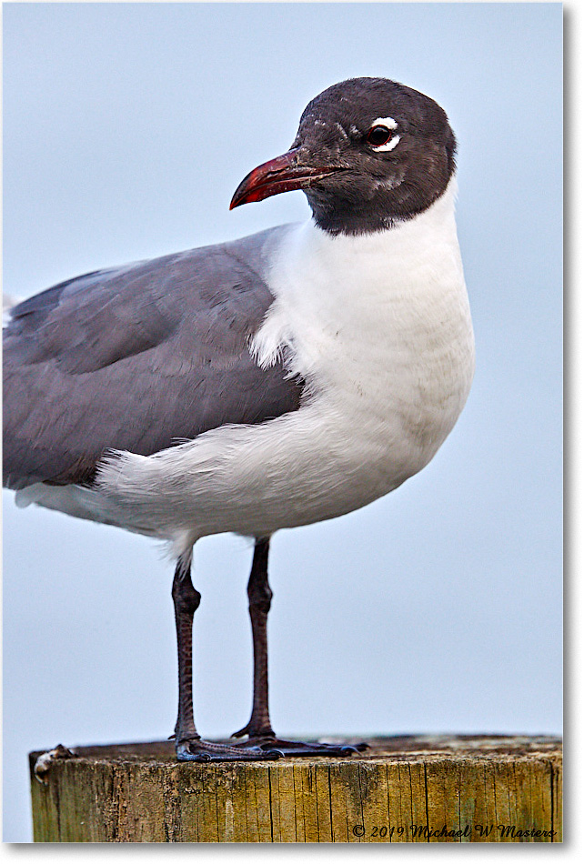 LaughingGull_OysterBay_2019Jun_4DXB6013 copy