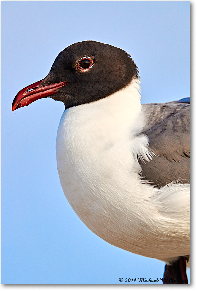 LaughingGull_OysterBay_2019Jun_4DXB6080 copy
