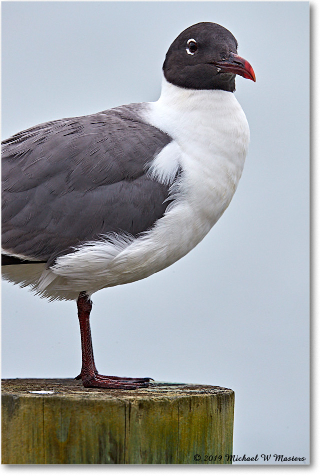 LaughingGull_OysterBay_2019Jun_4DXB6223 copy