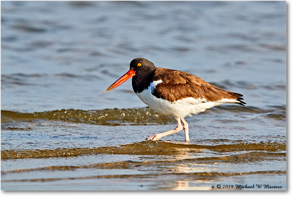 Oystercatcher_AssateagueTomsCove_2019Jun_3DXA2945 copy