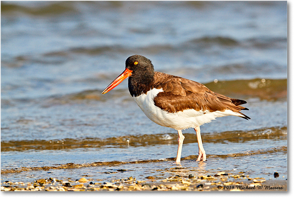 Oystercatcher_AssateagueTomsCove_2019Jun_3DXA2965 copy