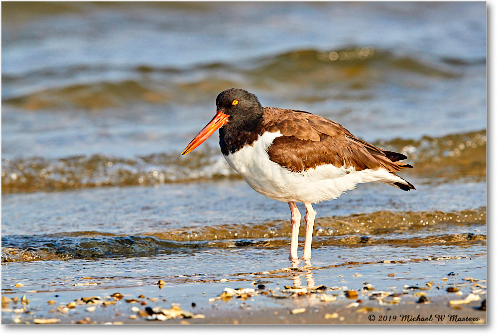 Oystercatcher_AssateagueTomsCove_2019Jun_3DXA2976 copy