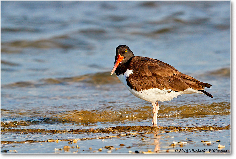 Oystercatcher_AssateagueTomsCove_2019Jun_3DXA3023 copy