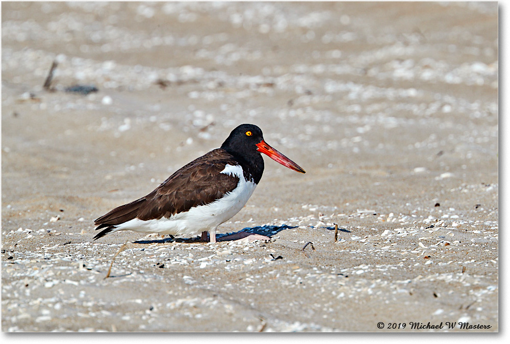 Oystercatcher_Assateague_2019Jun_4DXB5819 copy