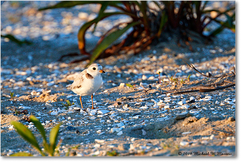 PipingPlover_Assateague_2019Jun_4DXB6433 copy