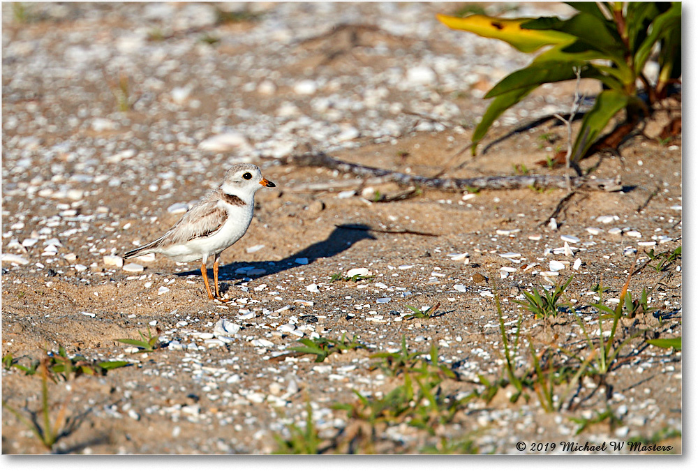 PipingPlover_Assateague_2019Jun_4DXB6468 copy