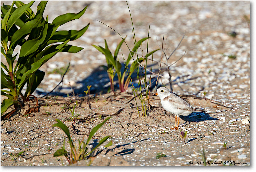 PipingPlover_Assateague_2019Jun_4DXB6524 copy