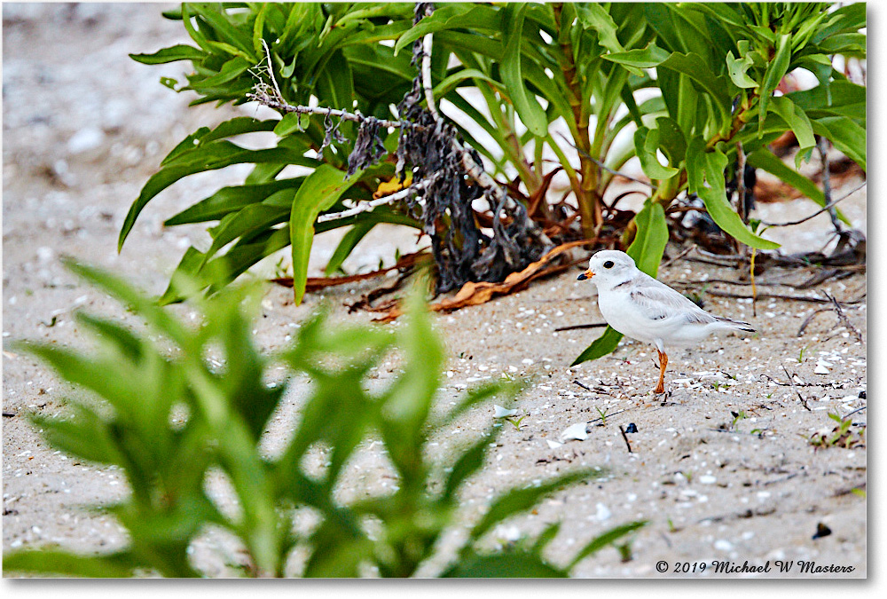 PipingPlover_Assateague_2019Jun_4DXB6599 copy
