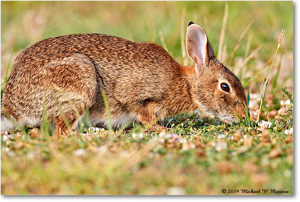 Rabbit_AssateagueSeashore_2019Jun_3DXA2854 copy