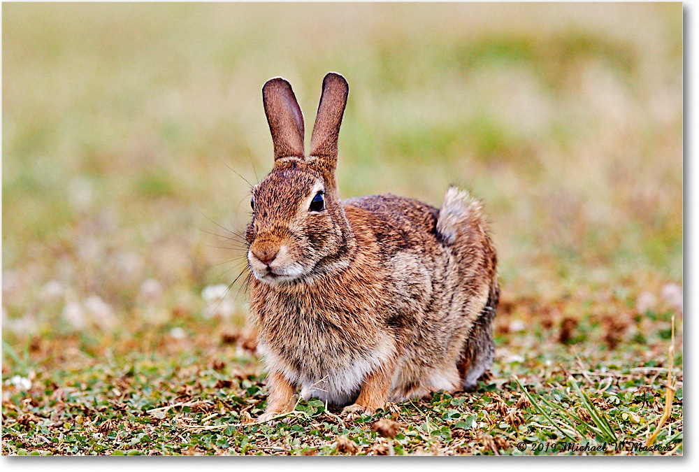 Rabbit_AssateagueSeashore_2019Jun_3DXA3155 copy