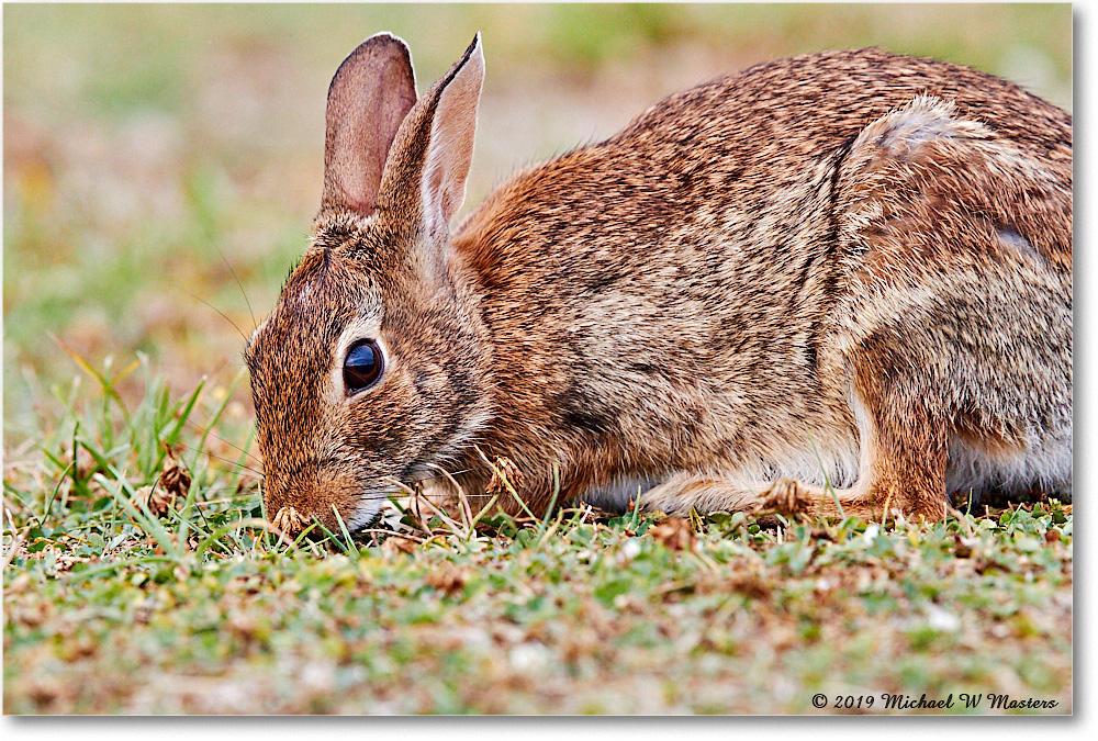 Rabbit_AssateagueSeashore_2019Jun_3DXA3175 copy