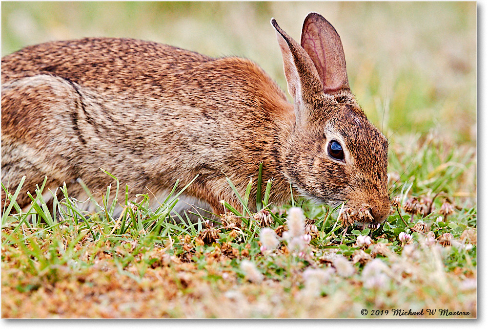 Rabbit_AssateagueSeashore_2019Jun_3DXA3182 copy