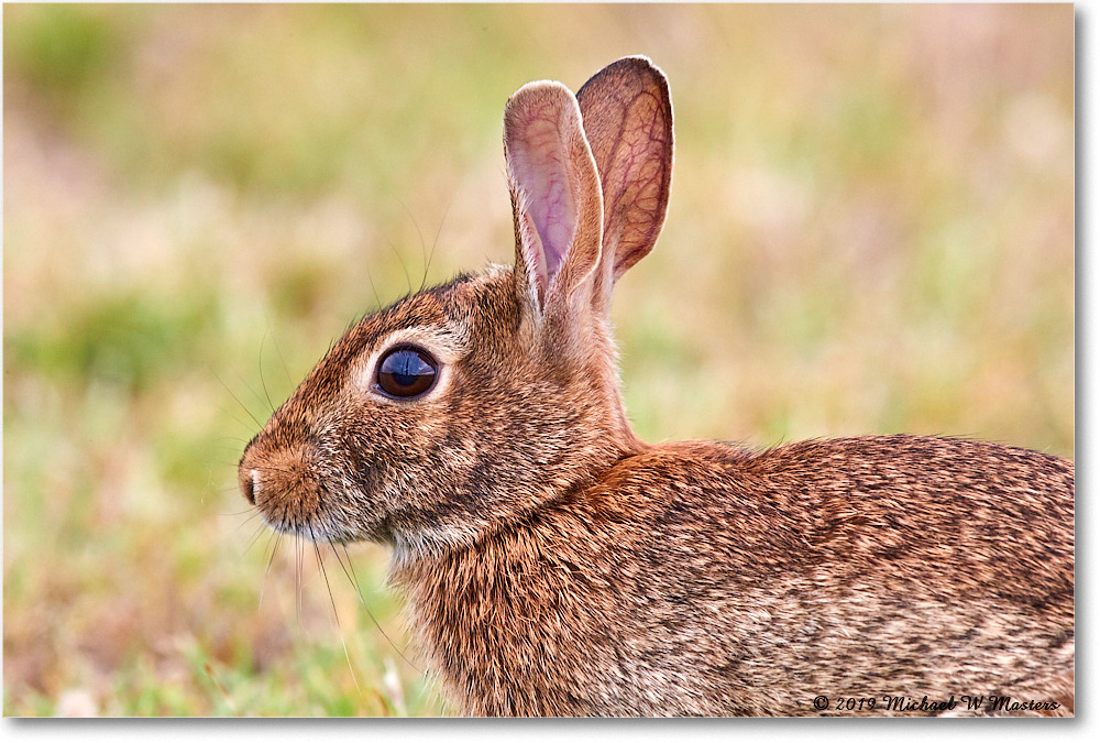 Rabbit_AssateagueSeashore_2019Jun_3DXA3192 copy