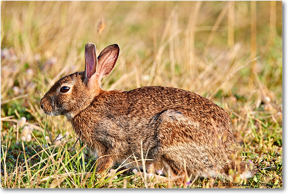 Rabbit_Assateague_2019Jun_4DXB6343 copy