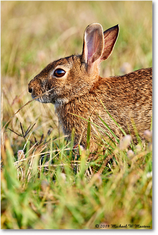 Rabbit_Assateague_2019Jun_4DXB6351 copy