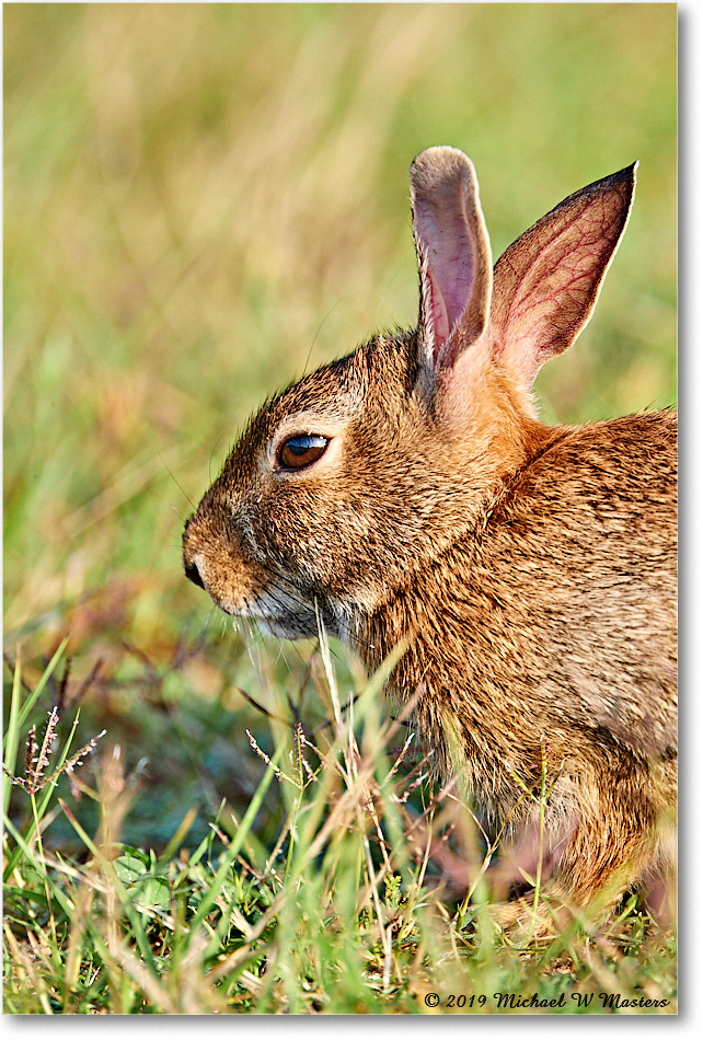 Rabbit_Assateague_2019Jun_4DXB6367 copy