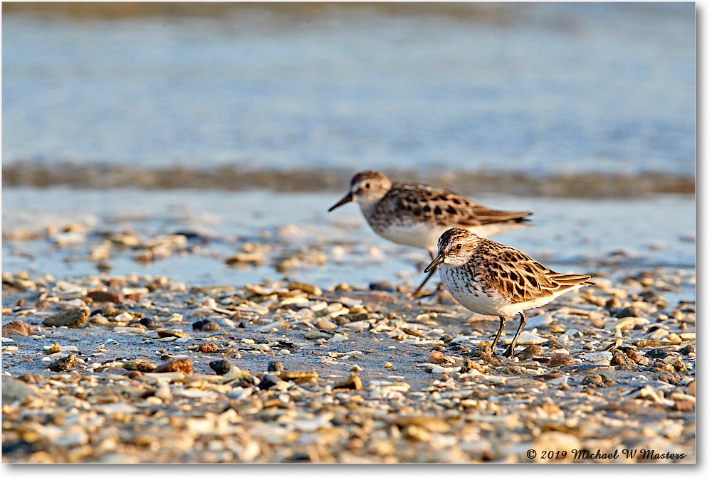 SemiPalmatedSandpiper_AssateagueTomsCove_2019Jun_3DXA2699 copy